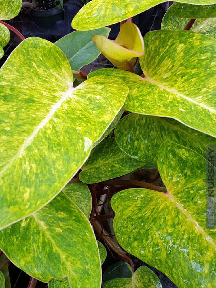 Rare Painted Lady Philodendron - Easy to Grow - Collector\'s Series - 4\