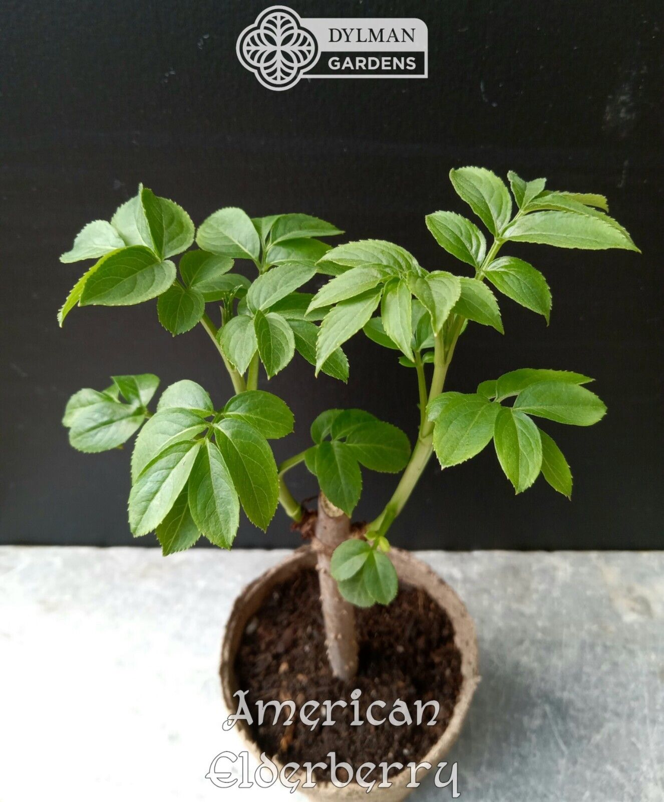 2 American Elderberry Plants - Sambucus canadensis - 2 Live Plants 4 to 6 inches