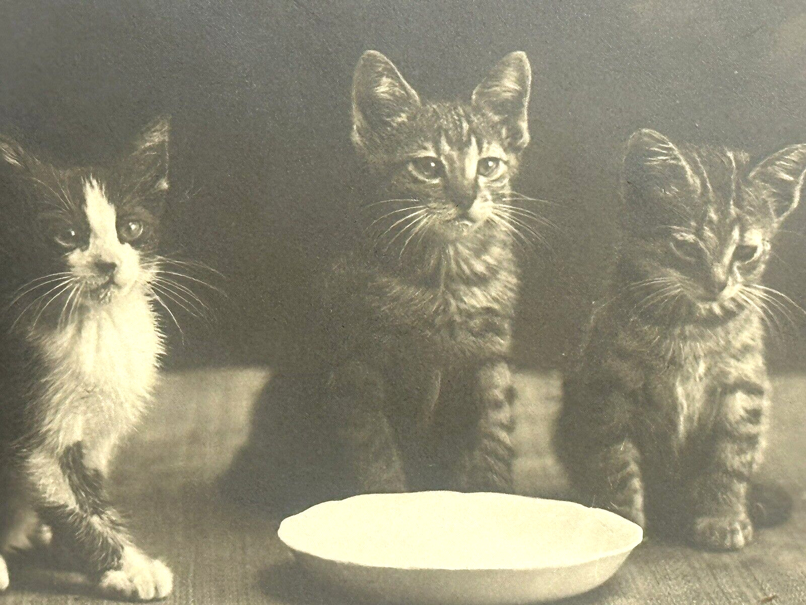 Cat Postcard Real Photo RPPC Rotograph Co Waiting For The Milkman Udb 1905