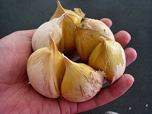 Garlic Elephant - 0.15 OZ about 10 - 16 cloves Organic Fresh seeds cloves garlic