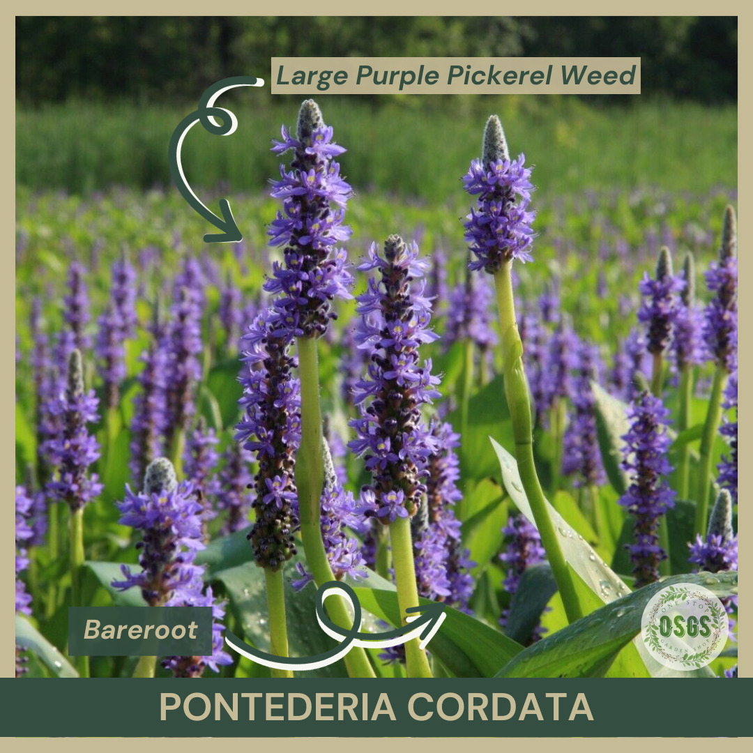 Bareroot | Pontederia cordata | Large Purple Pickerel Weed | Pickerel Rush