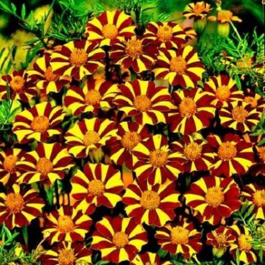 French Marigold COURT JESTER Harlequin Tall Beneficial Plant Non-GMO 100 Seeds