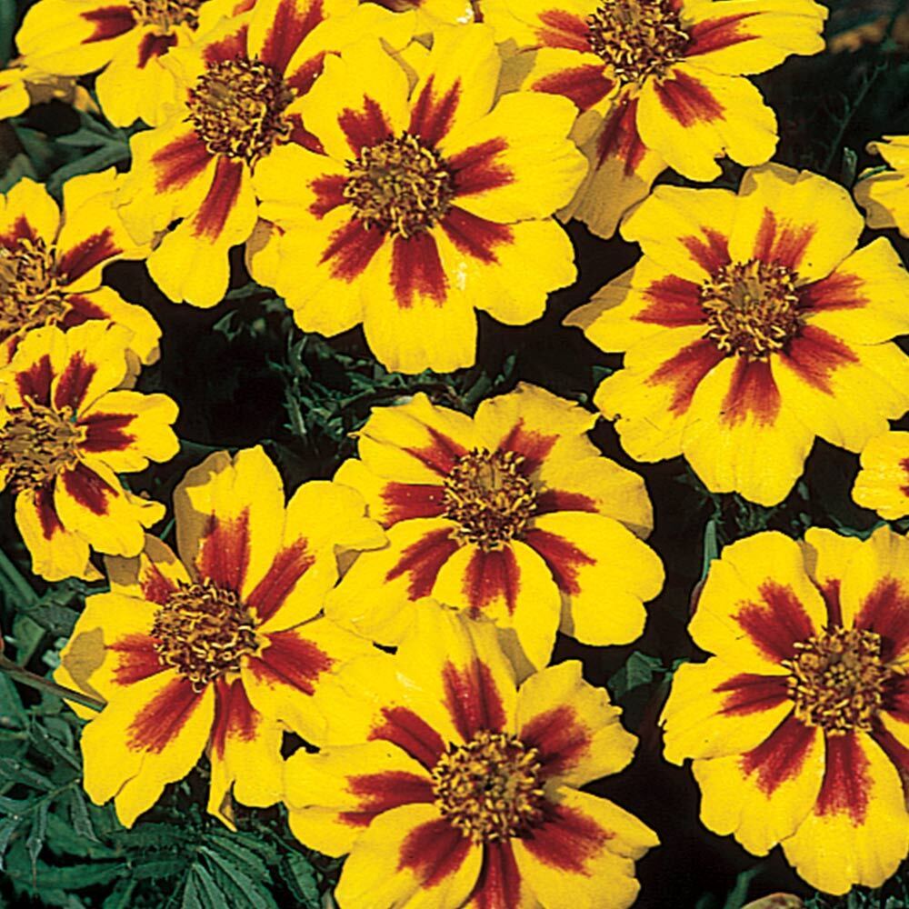 French Marigold Naughty Marrietta Seeds, Dwarf Compact,  