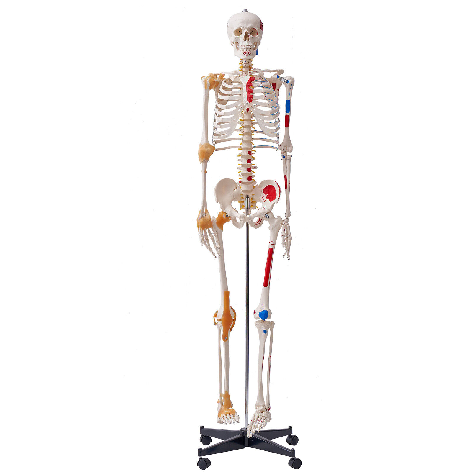 VEVOR Human Skeleton Model Anatomical Skeleton Life Size with Muscle Points