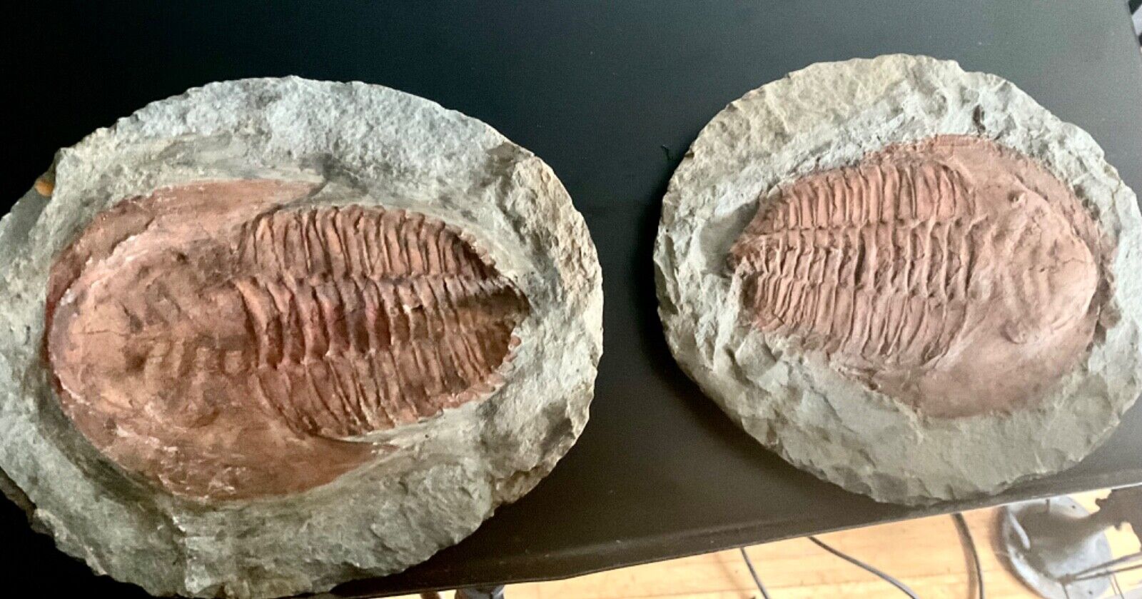 Trilobite Fossil Nodule- CAMBROPALLAS Split Pair 