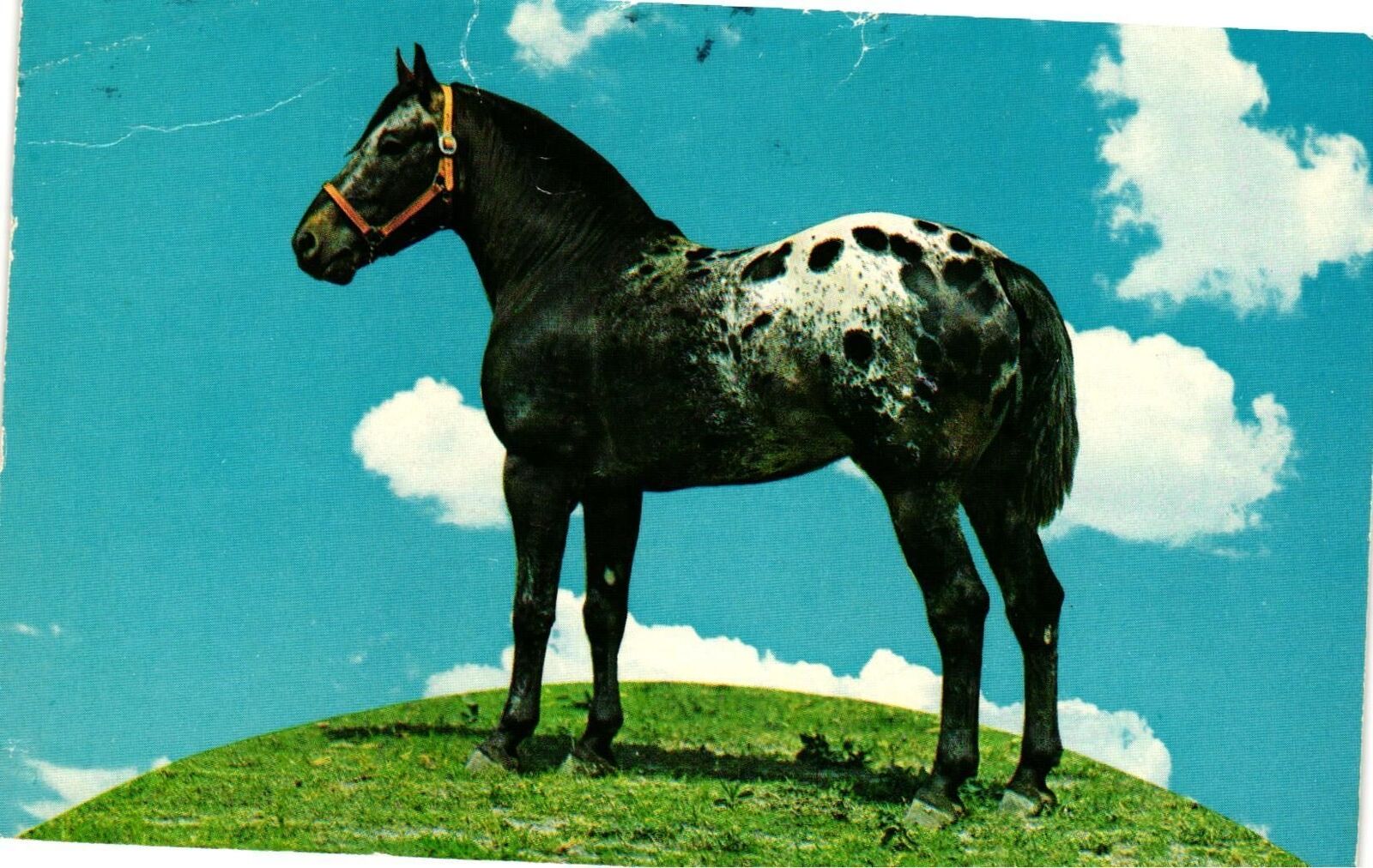 Vintage Postcard- Horse on Schulte Ranch, Mexia, TX. 1960s
