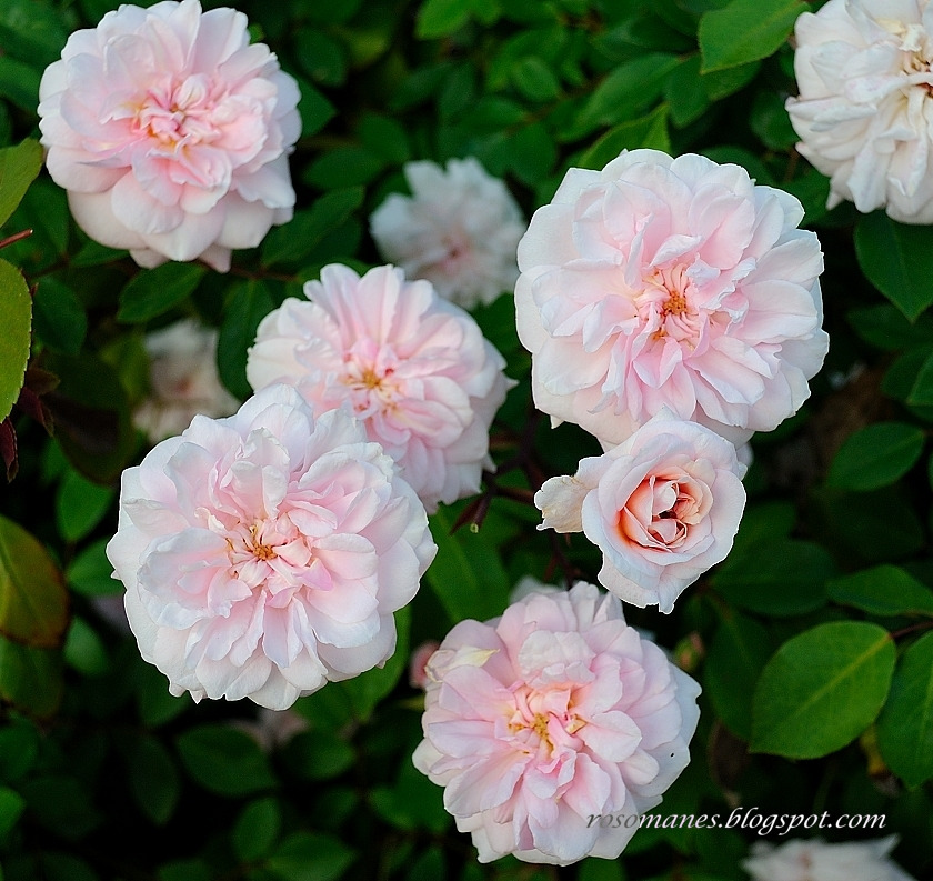 15 Cecile Brunner Antique Rose 15 Premium Plant Cuttings To Start Bushes