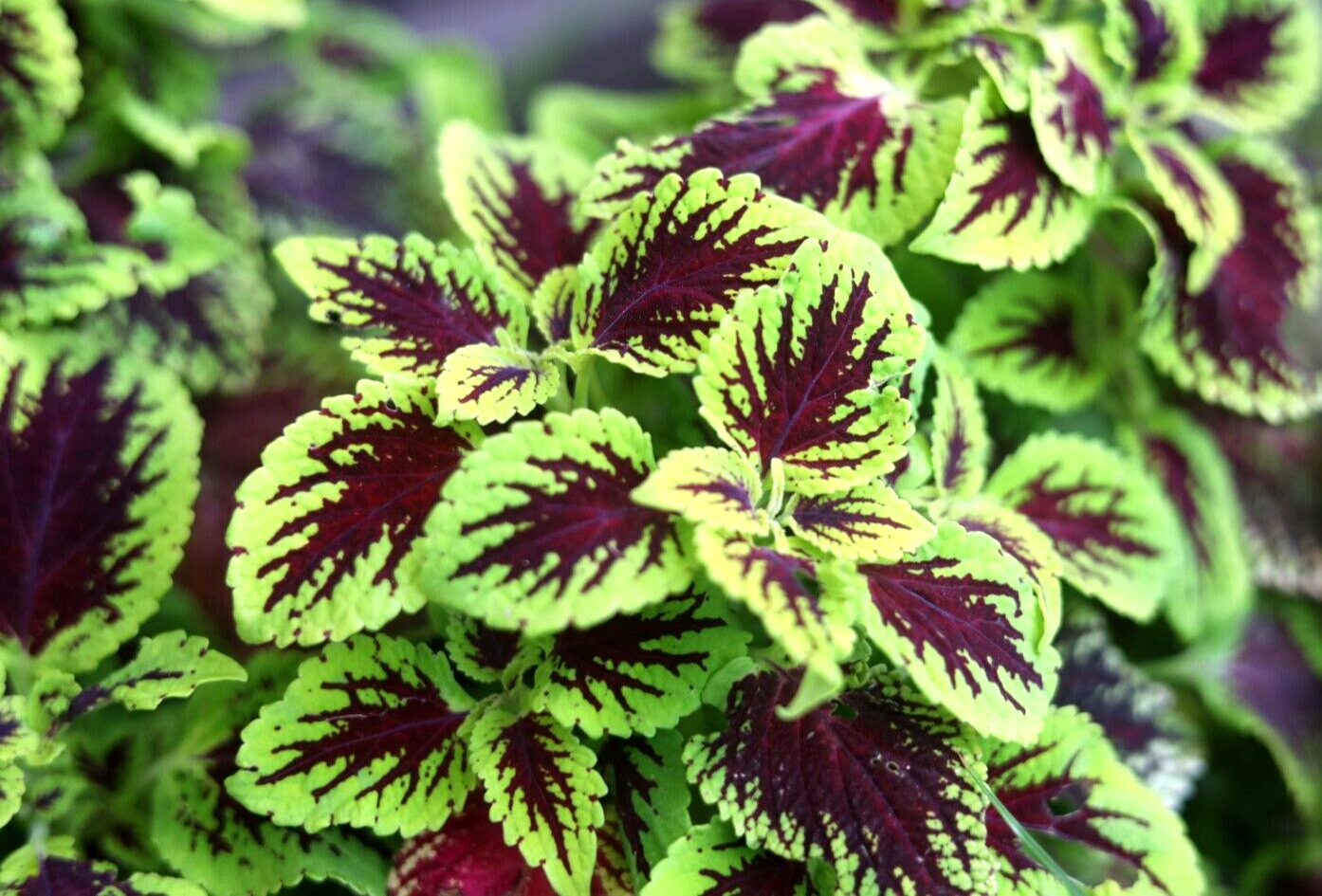 10 Coleus Cuttings very easy to root, partial shade tropical plant.