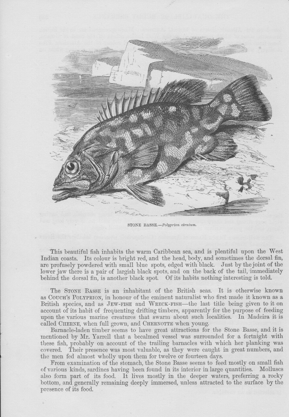 Wreckfish Perch WOODCUT from 1863 Atlantic Polyprion americanus P