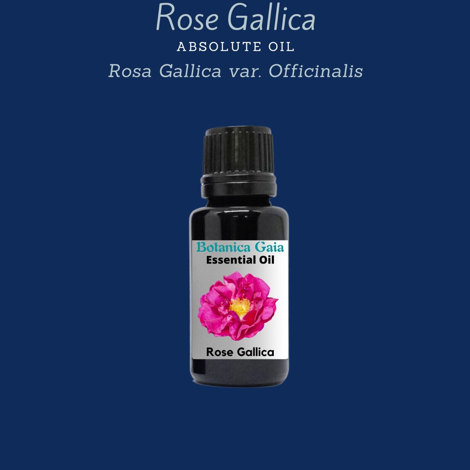 Organic Gallic Rose Absolute Oil 100% Pure, (Rosa Gallica)