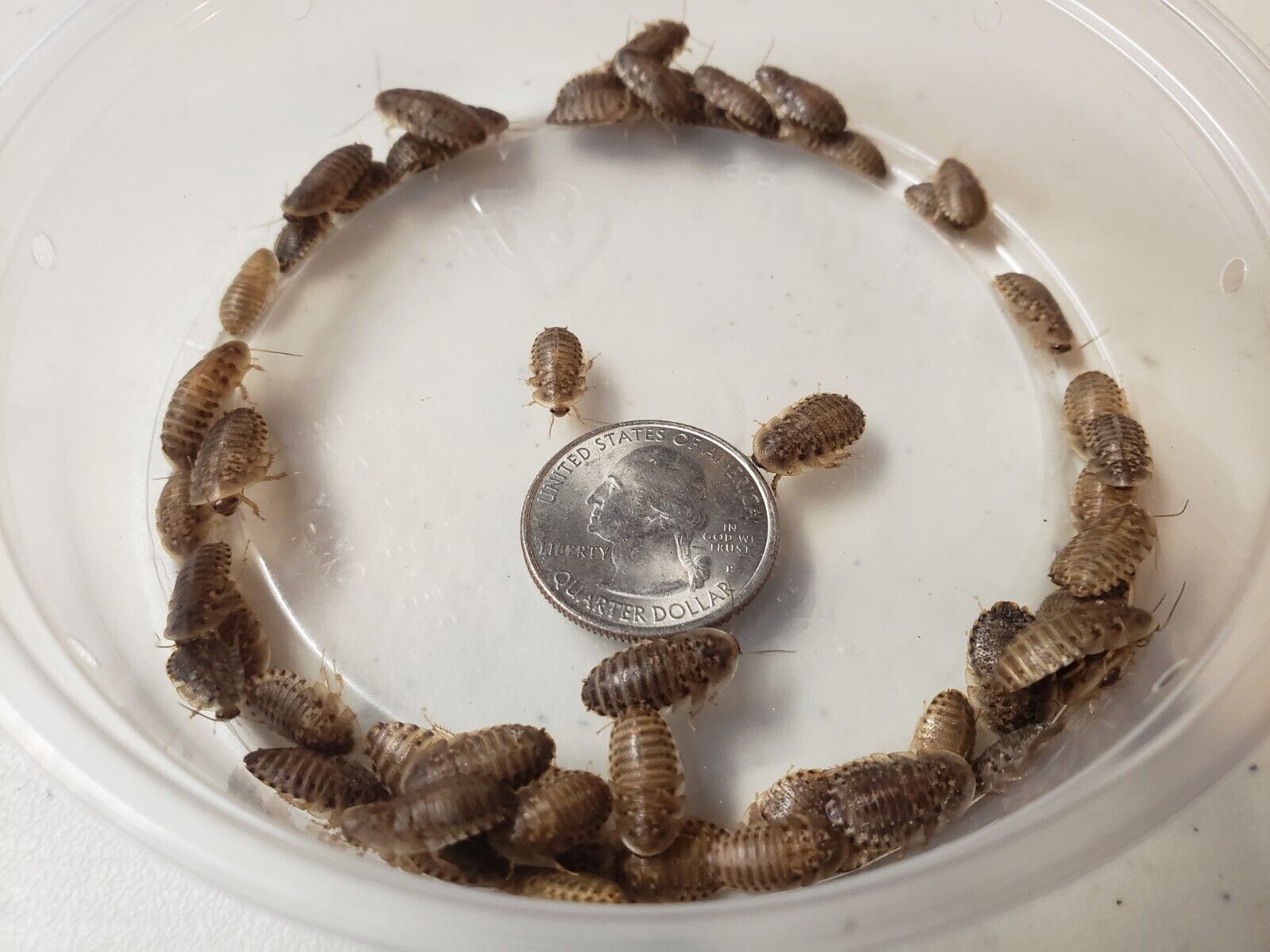 Dubia Roaches Small - Medium - Large Live Reptile Feeders 25 - 1000+