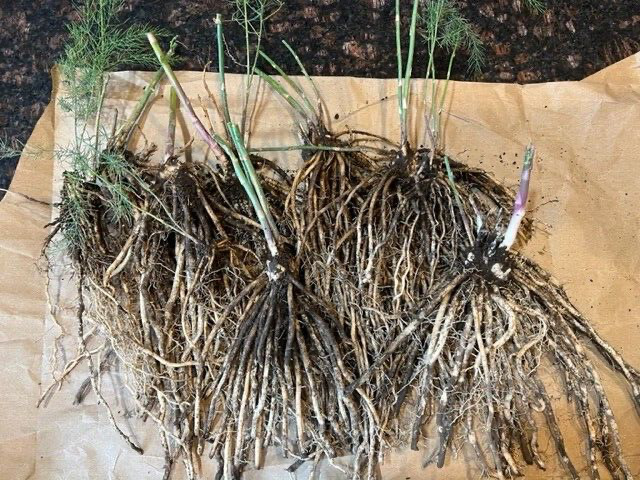 10 ea. Mary Washington Asparagus Live Plants, 2yr Crowns - Organic