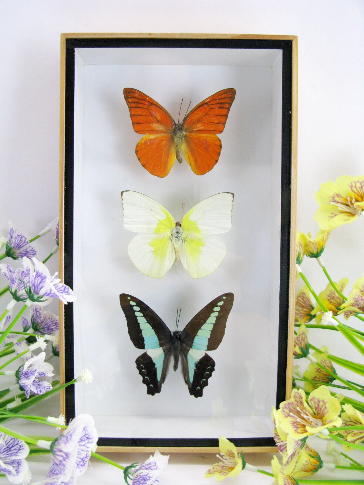 3 Real Exotic 3D Butterflies - A Unique Beauty - Taxydermi Naturalise n 17