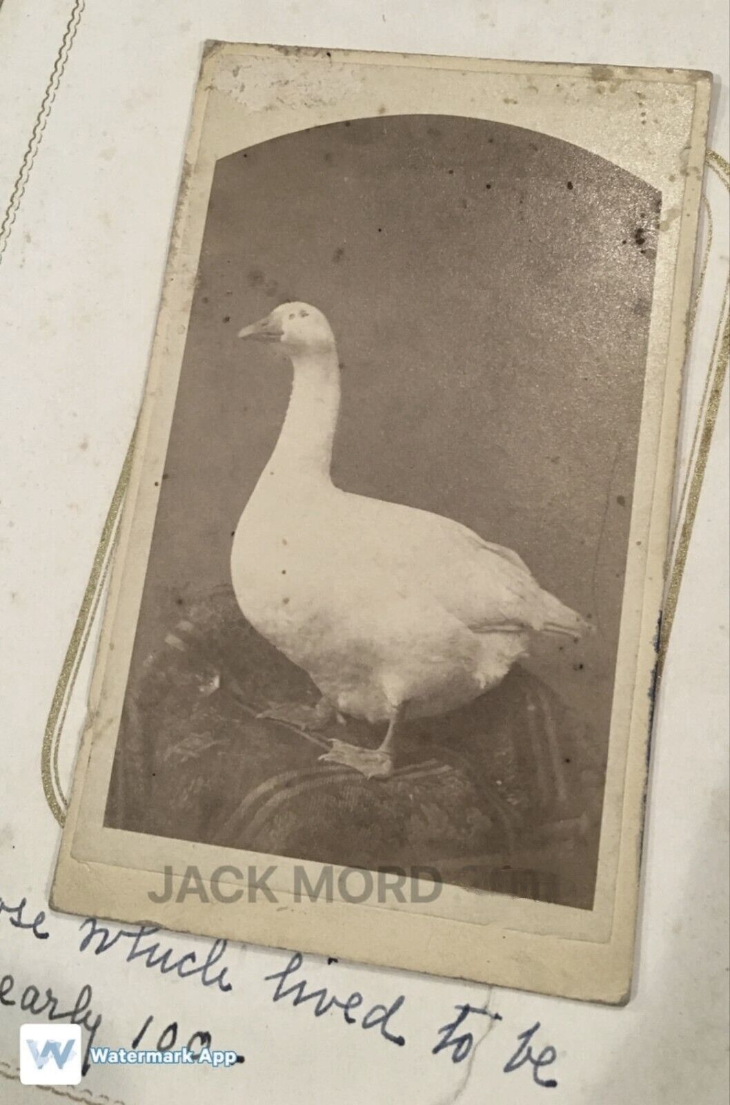 A Goose that Lived to Be Nearly 100?? Unusual Rare Animal CDV Photo Antique