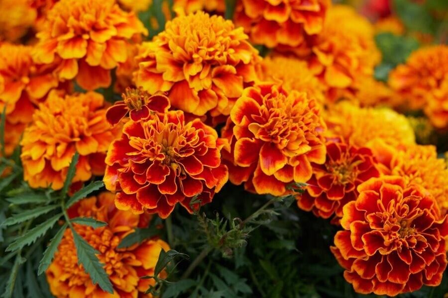 Mixed Marigold Seeds, Sparky Mix, French Marigolds, Bulk Seeds, Heirloom 1,000ct