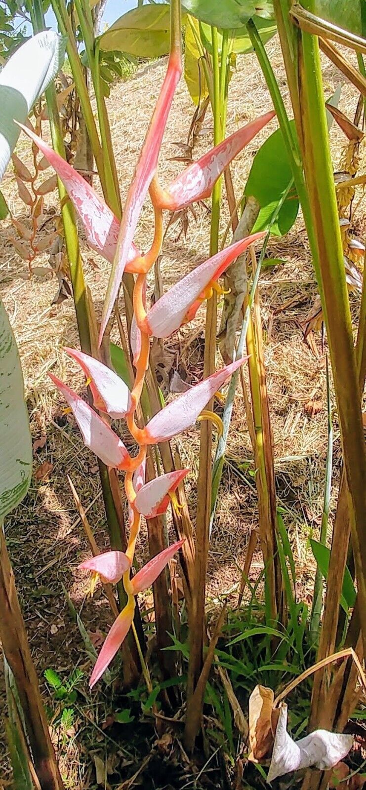 New Heliconia Penduloides Perfect Darling rlive rhizome tropical plant 