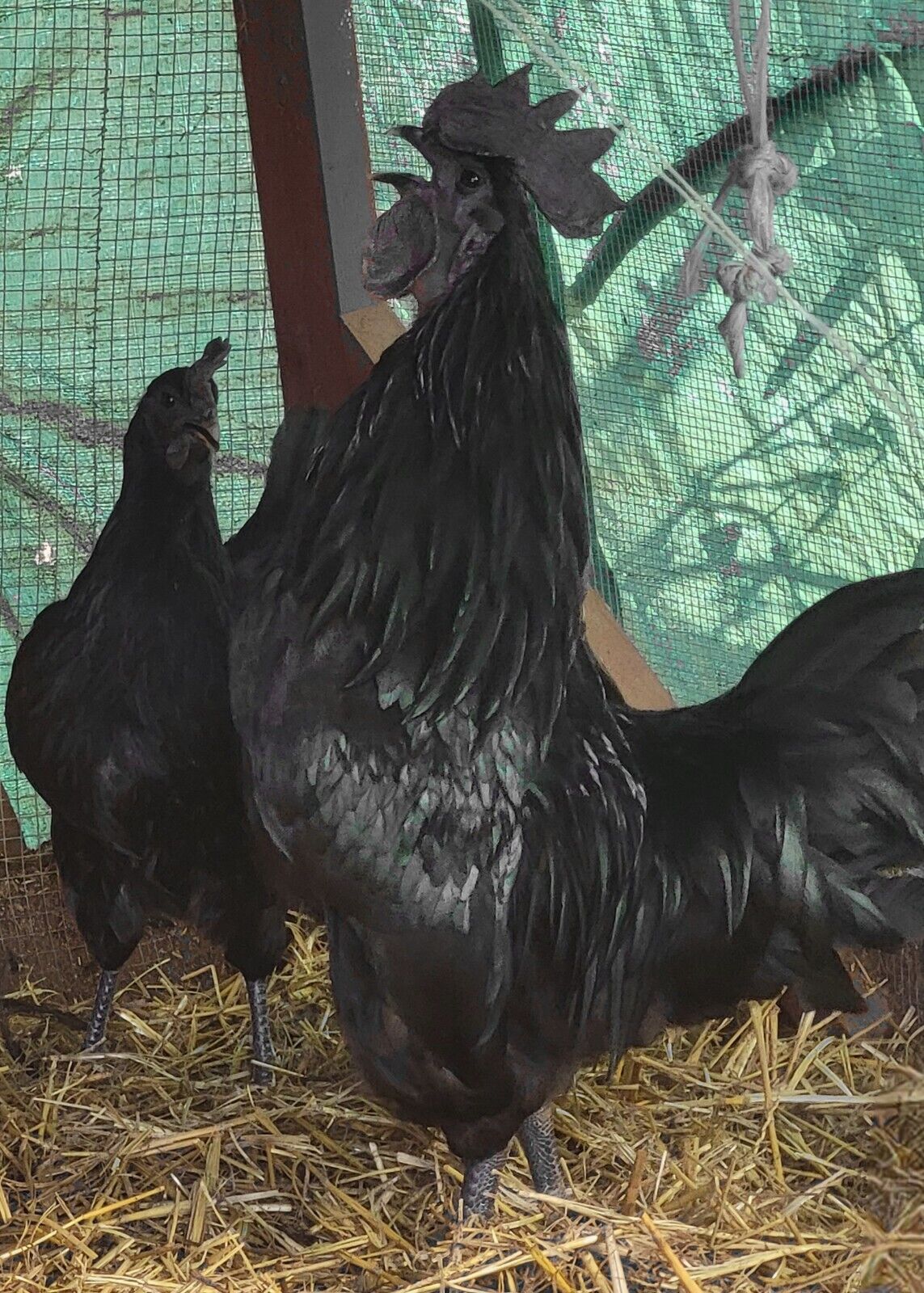 10+ Ayam Cemani Hatching Eggs, High Fertility, No More Than 2 Days Old When Sent