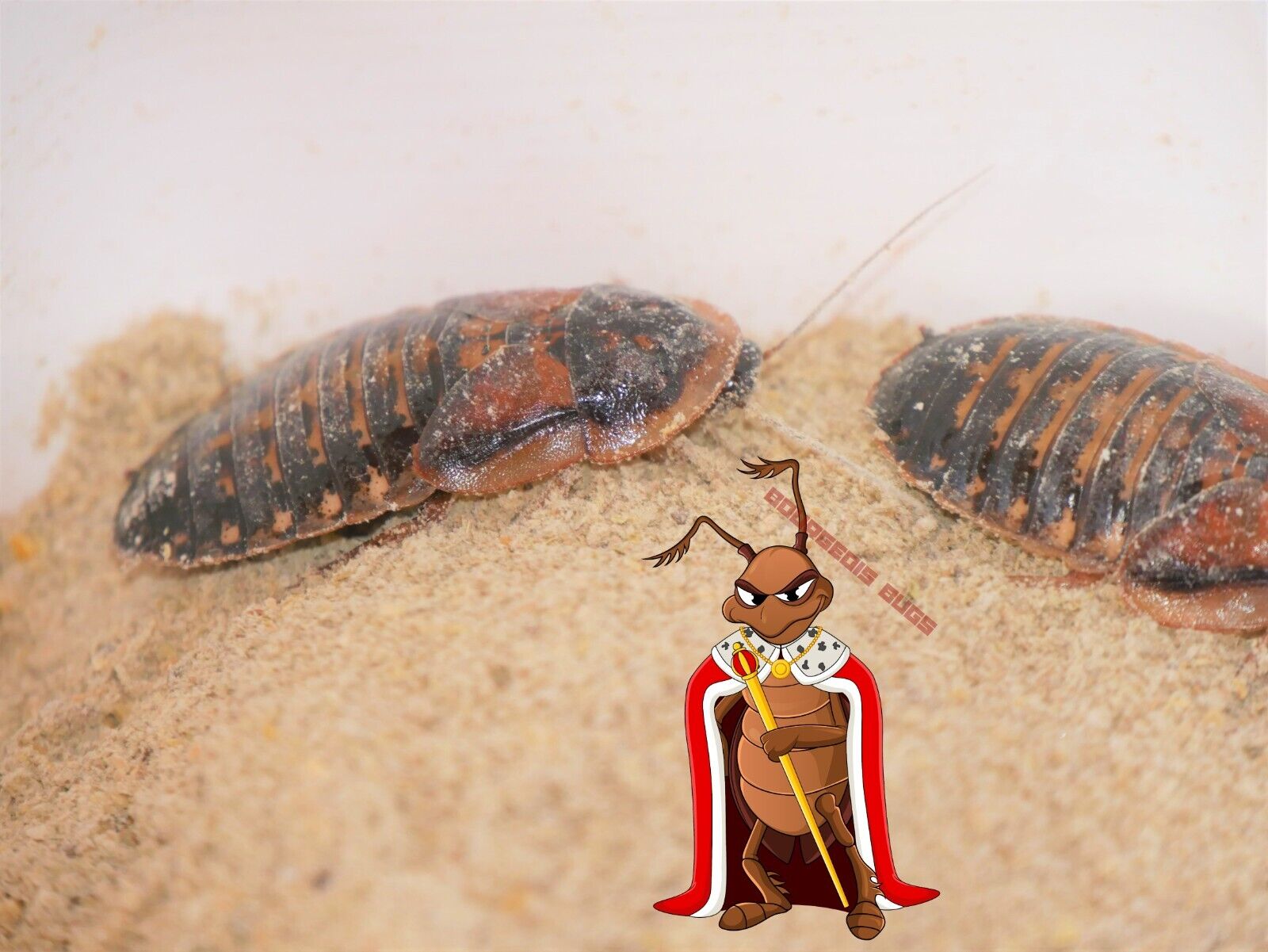 Adult Dubia Roaches, Starter Colony with Food and Babies,