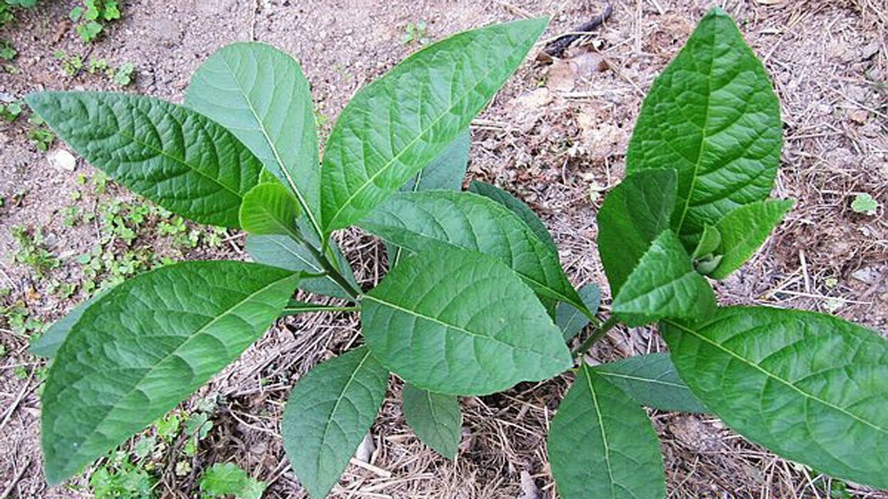 Bitter leaf- 15 Fresh viable stems for planting. 