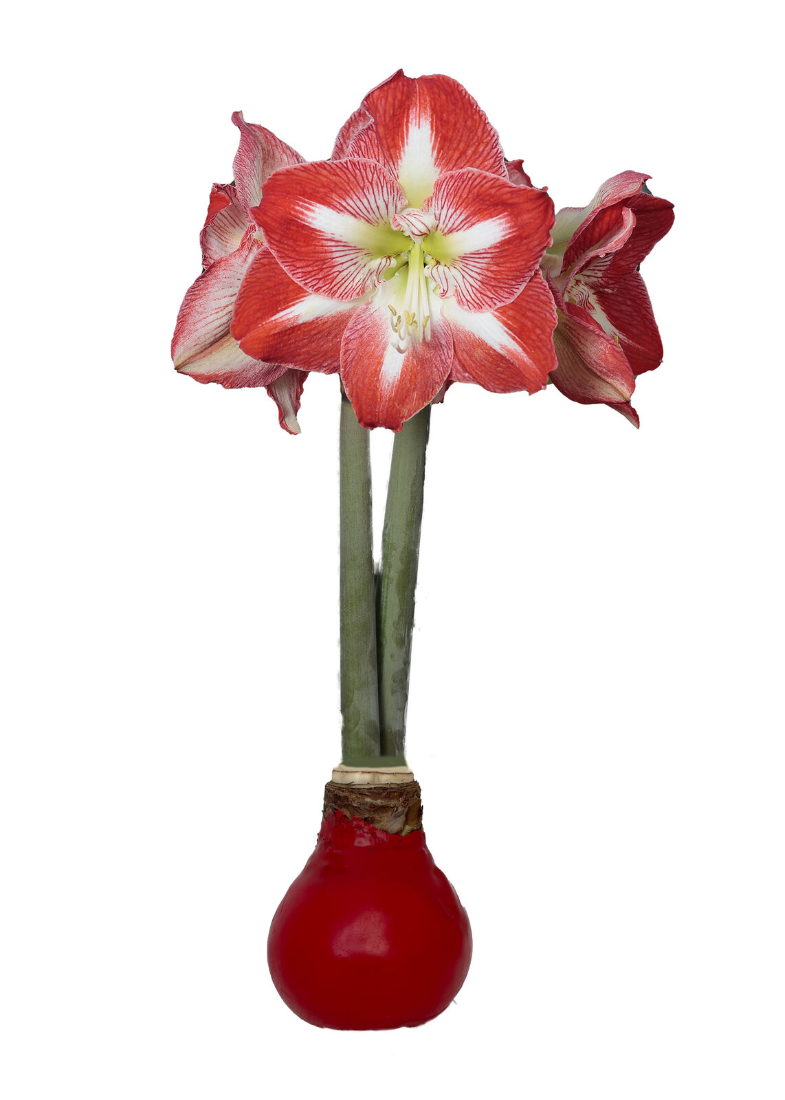 Minerva Red Waxed Jumbo Amaryllis - Immediate Shipping for Holiday Blooms