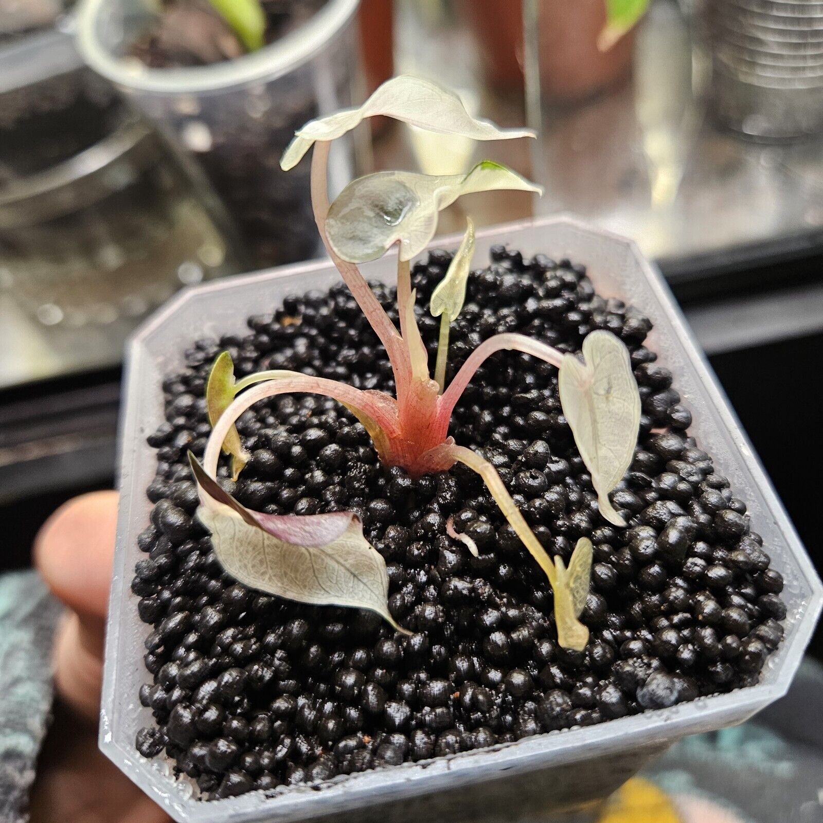 US Seller- Rare Pink Bambino Alocasia High Varigation small Plant