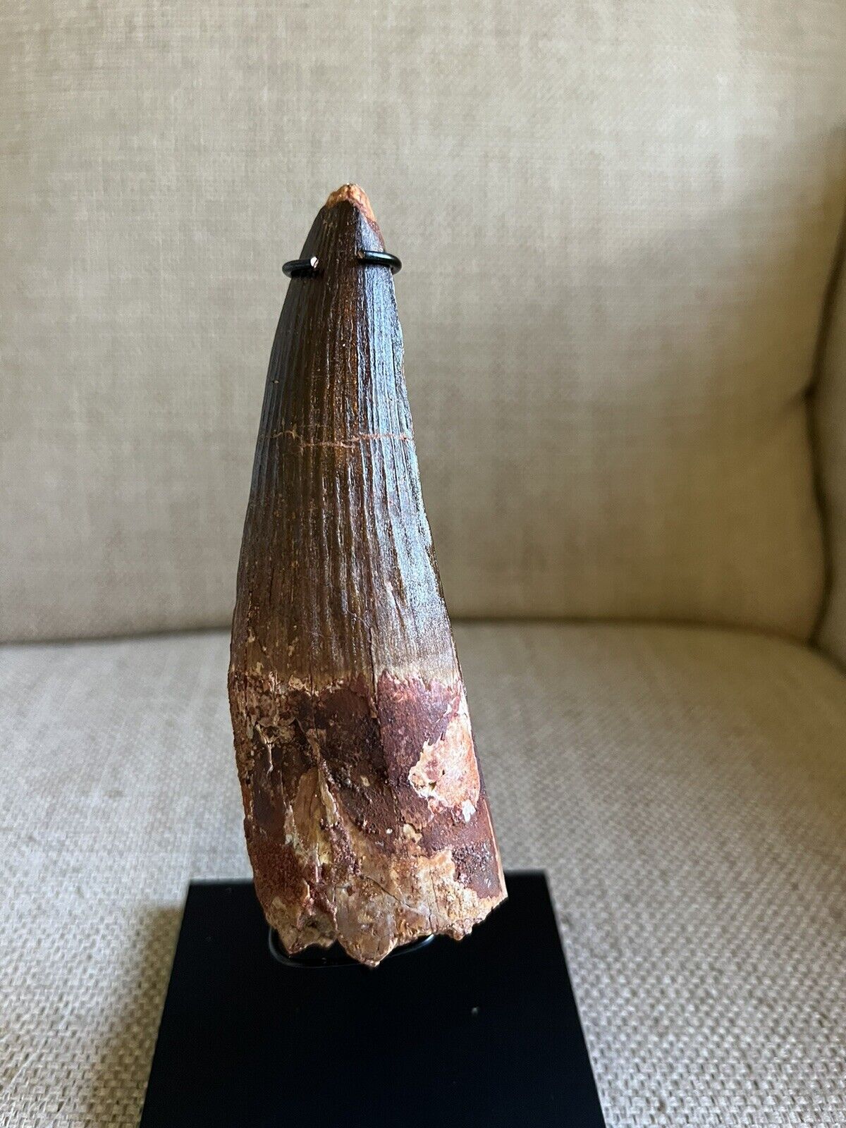 Best Of The Best, Massive, All Natural 5.88” Rooted Spinosaurus Tooth