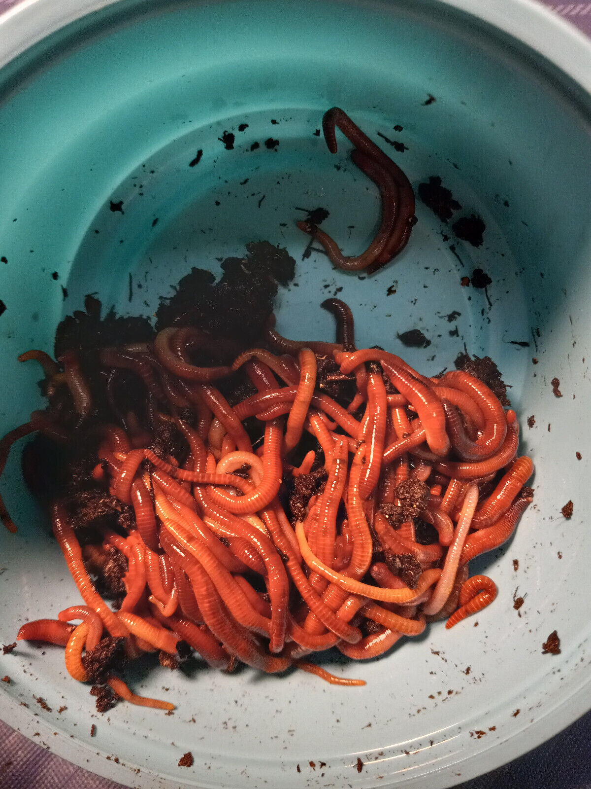 Live Red Wiggler WORMS, Garden Time, Red Wiggler Compost Worms, Red Wigglers