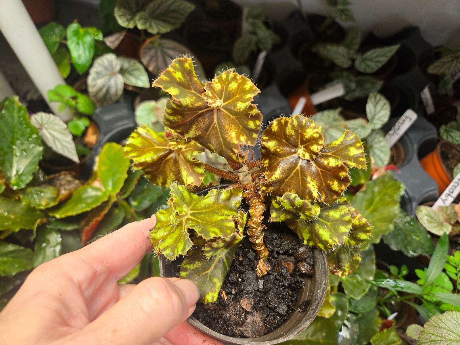 Begonia Rex  \'LITTLE DARLING\' Live Plant