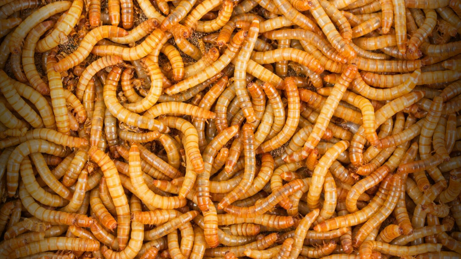 Live Mealworms - 50 - 10,000 - Large 3/4
