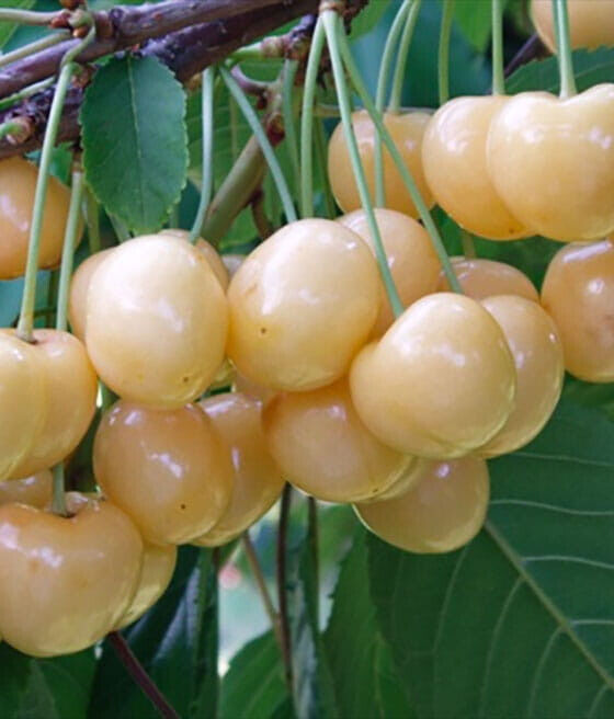 rare :  white cherry : MARIA BIALA- 3 fresh cuttings ready for grafting