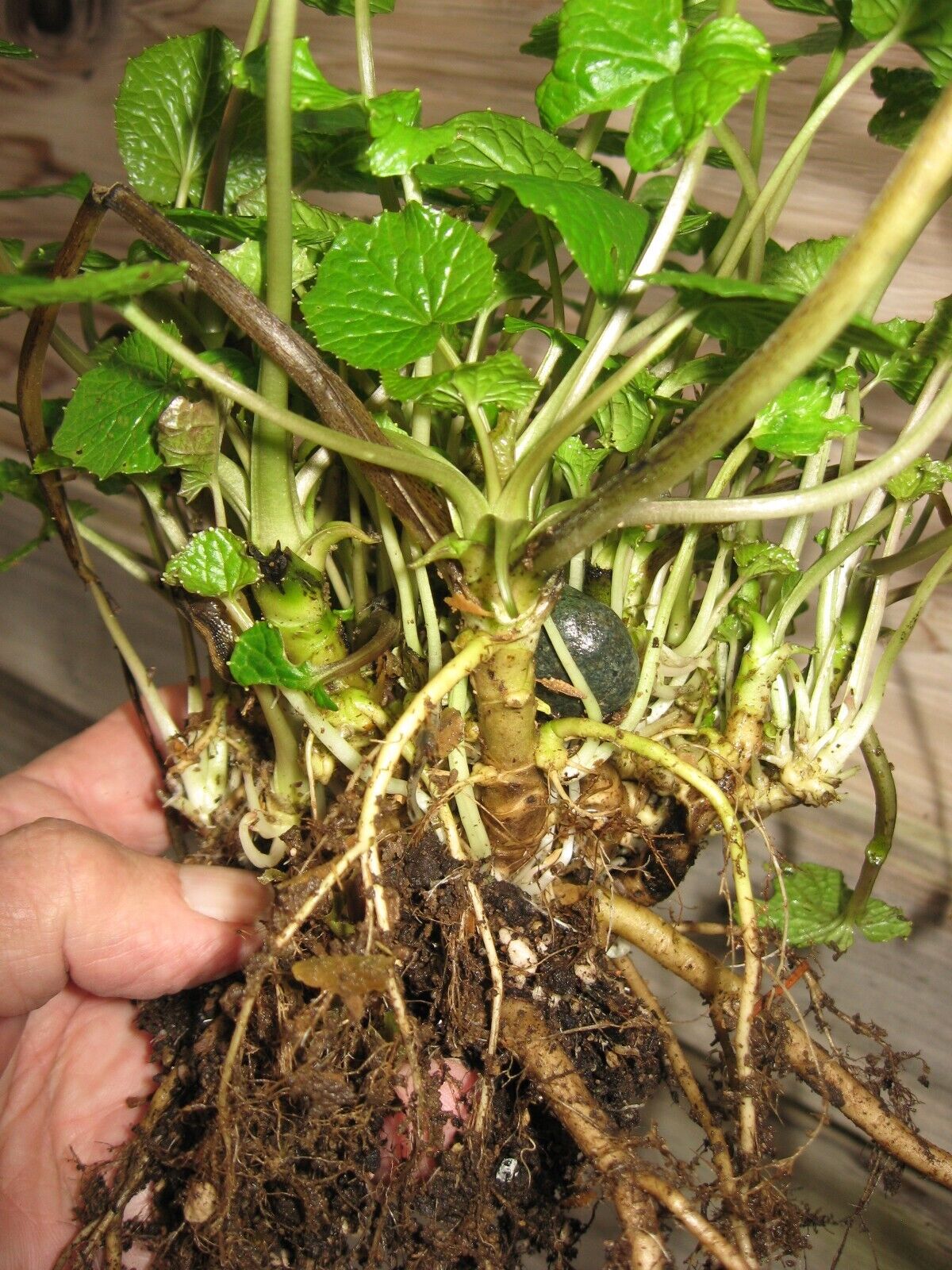 Japanese Wasabi \'Daruma\' Plant, ONE HALF of mature mother plant