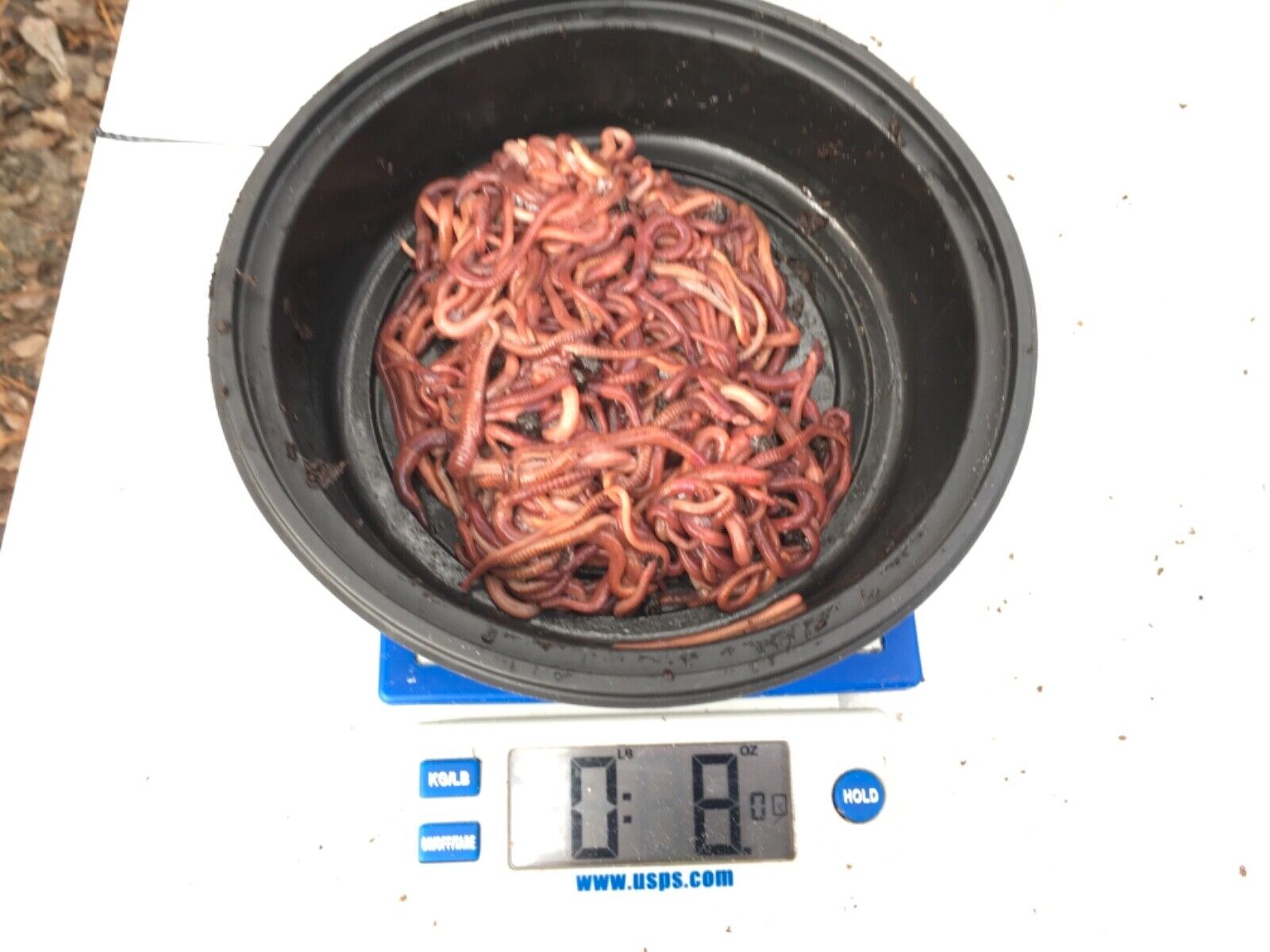 Excellent Composting Worms; 1/2 Pound (Red wiggler Mix)