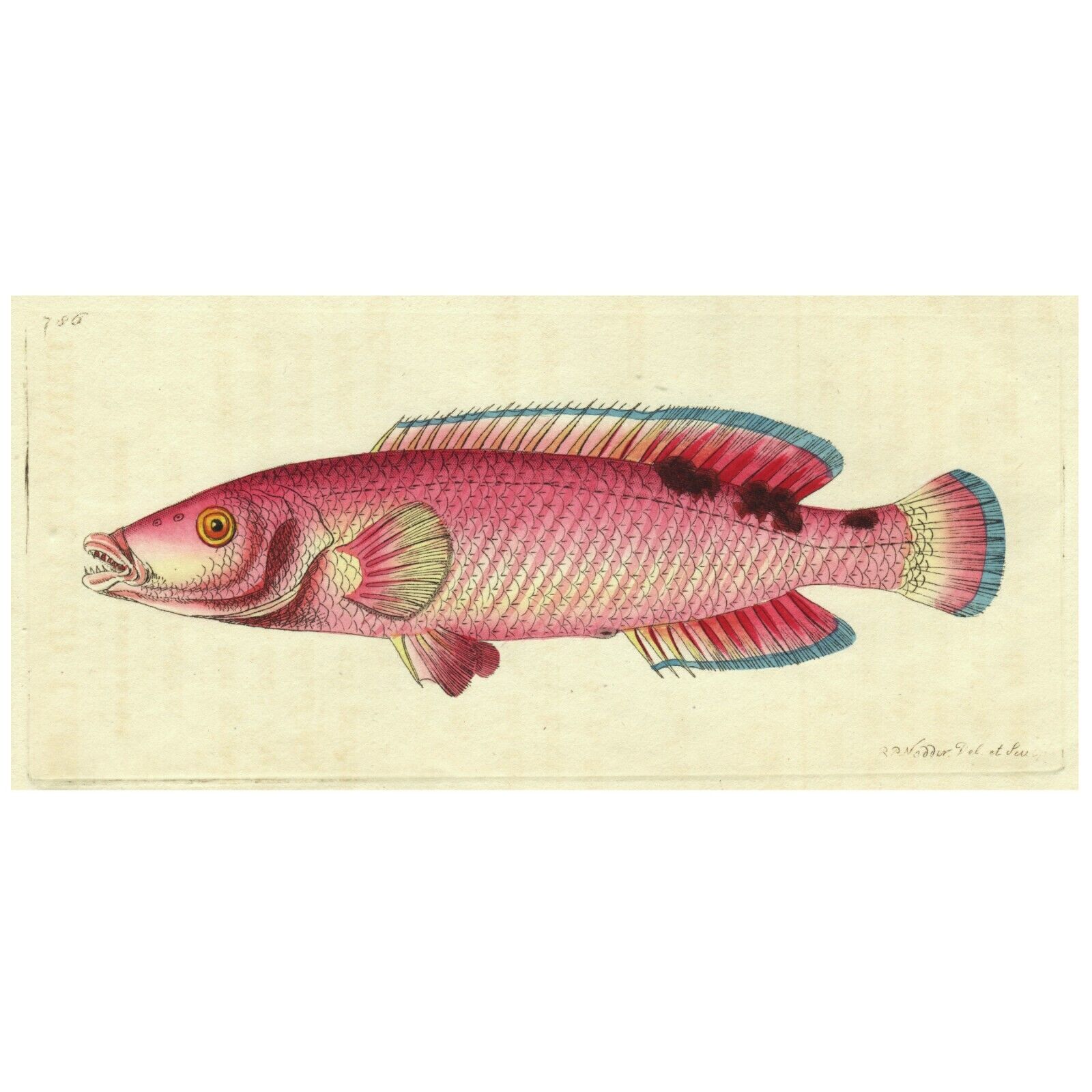 Rare 1806 Shaw & Nodder Hand-Colored Fish Engraving #538 CUKOO WRASSE, LABRUS