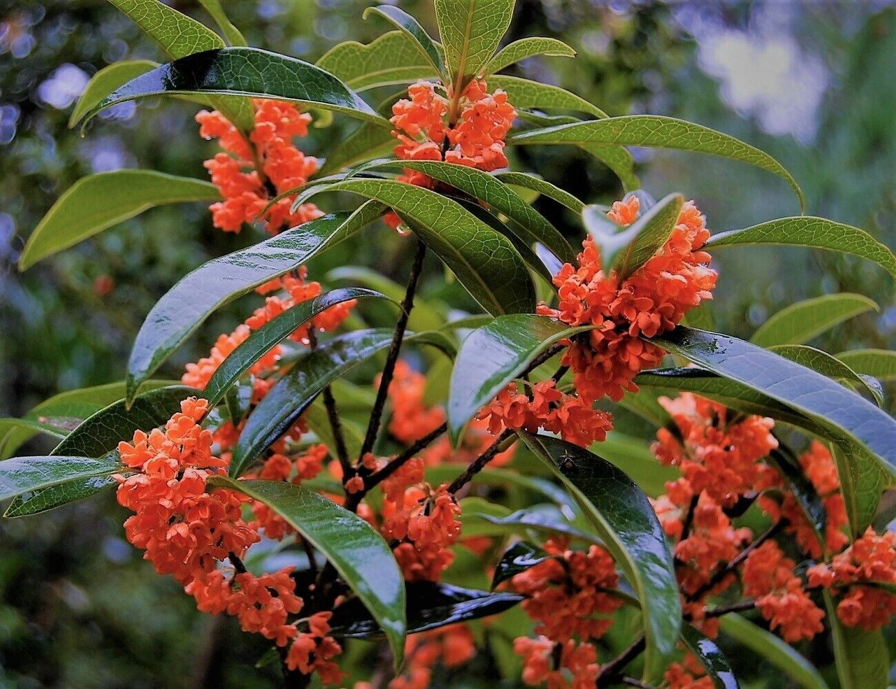 Red Flowering Fragrant Tea Olive ( osmanthus ) - Live Plant - ( 1 QT )