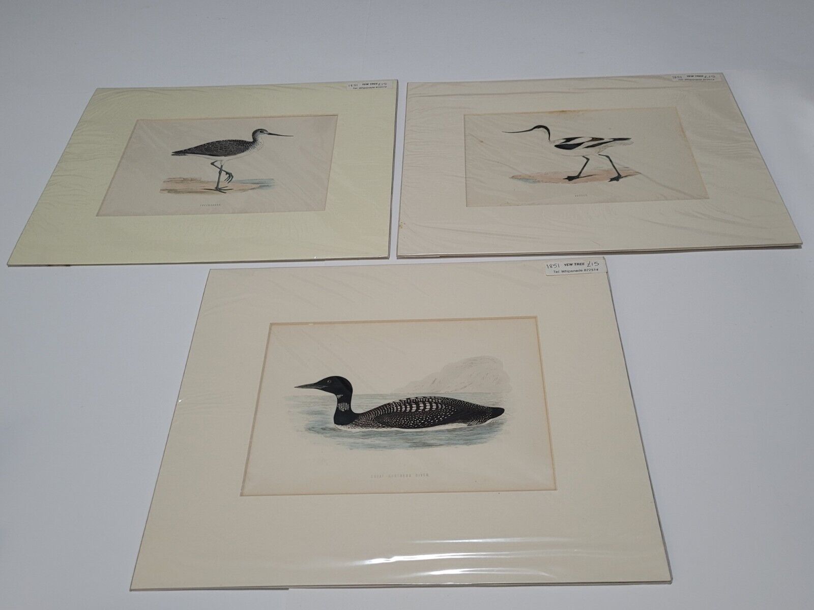 Alexander Francis Lydon, 18th Century Matted Bird Woodcut Prints Lot of 3 Rare