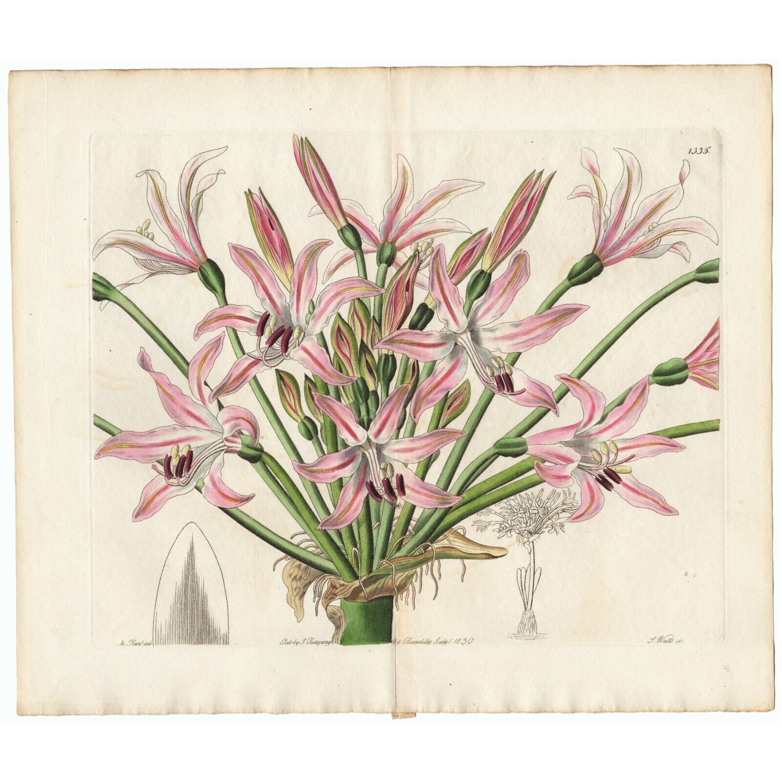 Scarce 1830 Edwards\'s Botanical Register Double Folio Engraving #1335 BRUNSVIGIA