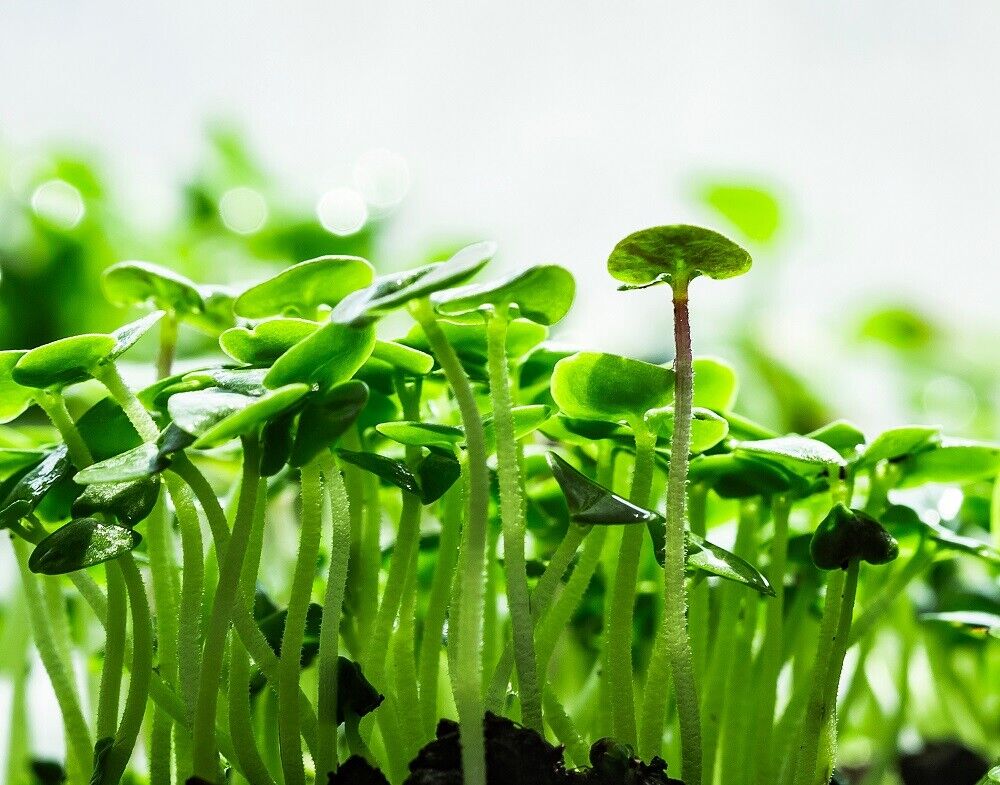 Cinnamon Basil MICROGREEN Seeds | Non-GMO | Heirloom | Seeds for Sprouting