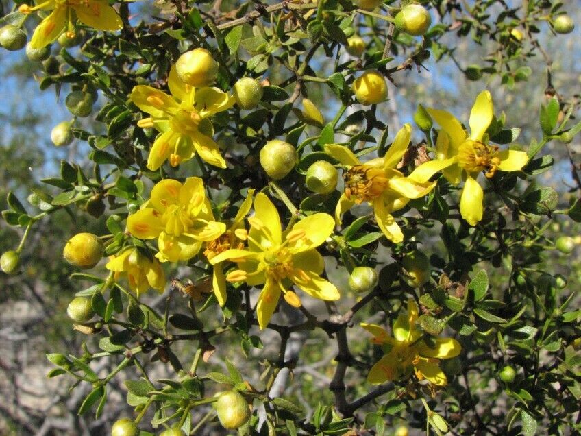 Creosote Bush (Larrea tridentata) Fresh leaves and twigs -8 oz- chaparral