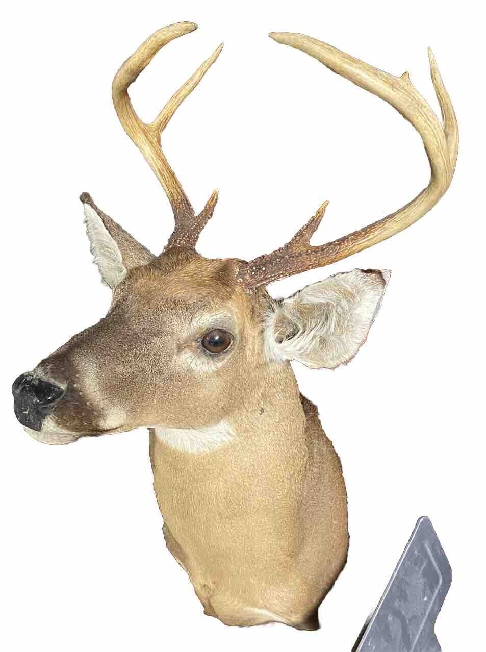 Beautiful Vintage 8pt Whitetail Shoulder Mount Antler Horn Deer Taxidermy Rack