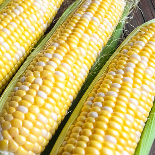 Ambrosia F1 Hybrid Corn Seeds | Bicolor Sweet | Non-GMO |  | 1109