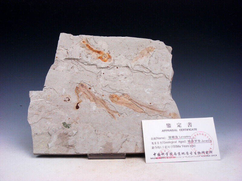 Late Jurassic Age Lycoptera Ancient Fish Fossil w/ Certificate #12211910