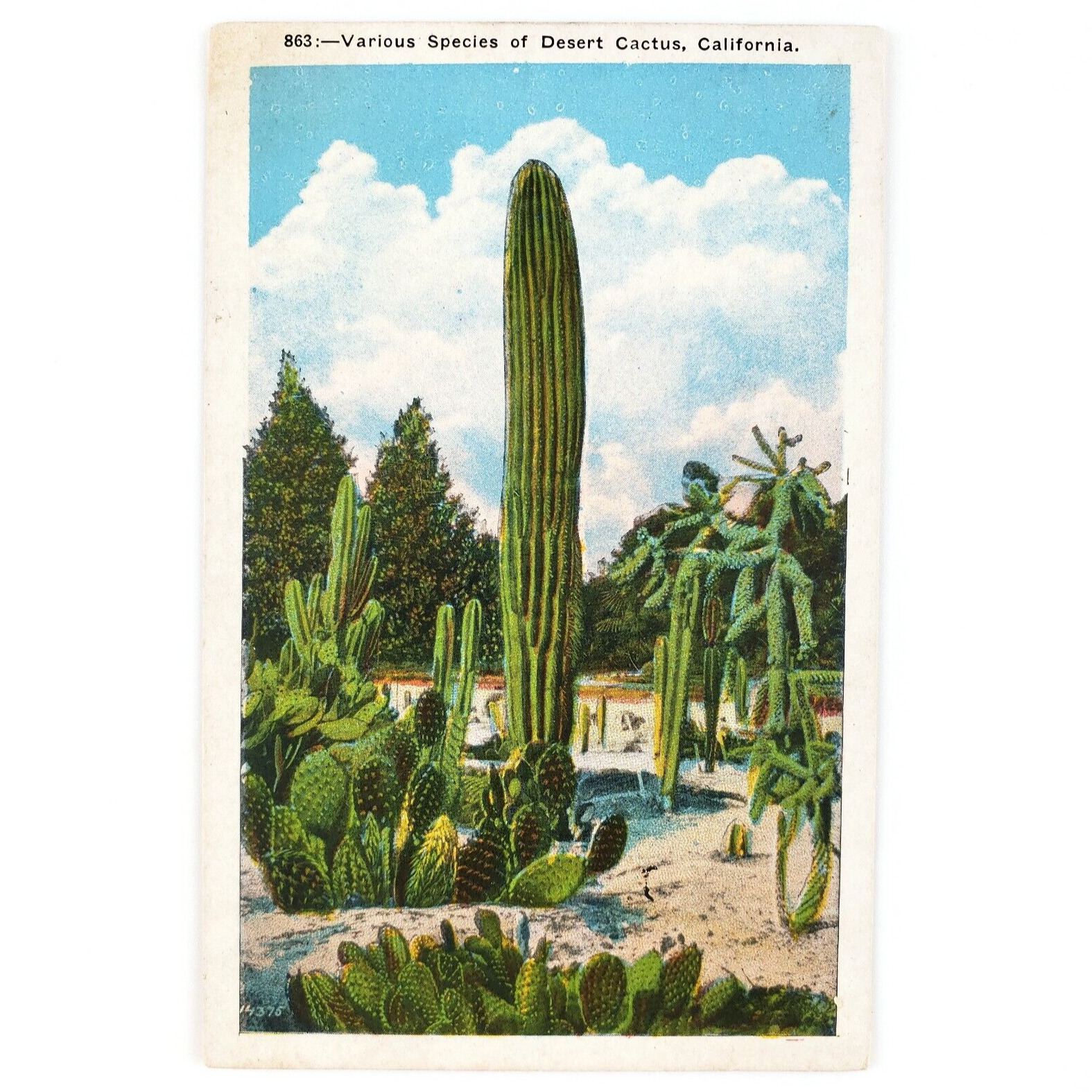 Southern California Desert Cactus Postcard 1920s Southwest Cacti Art Card C1915