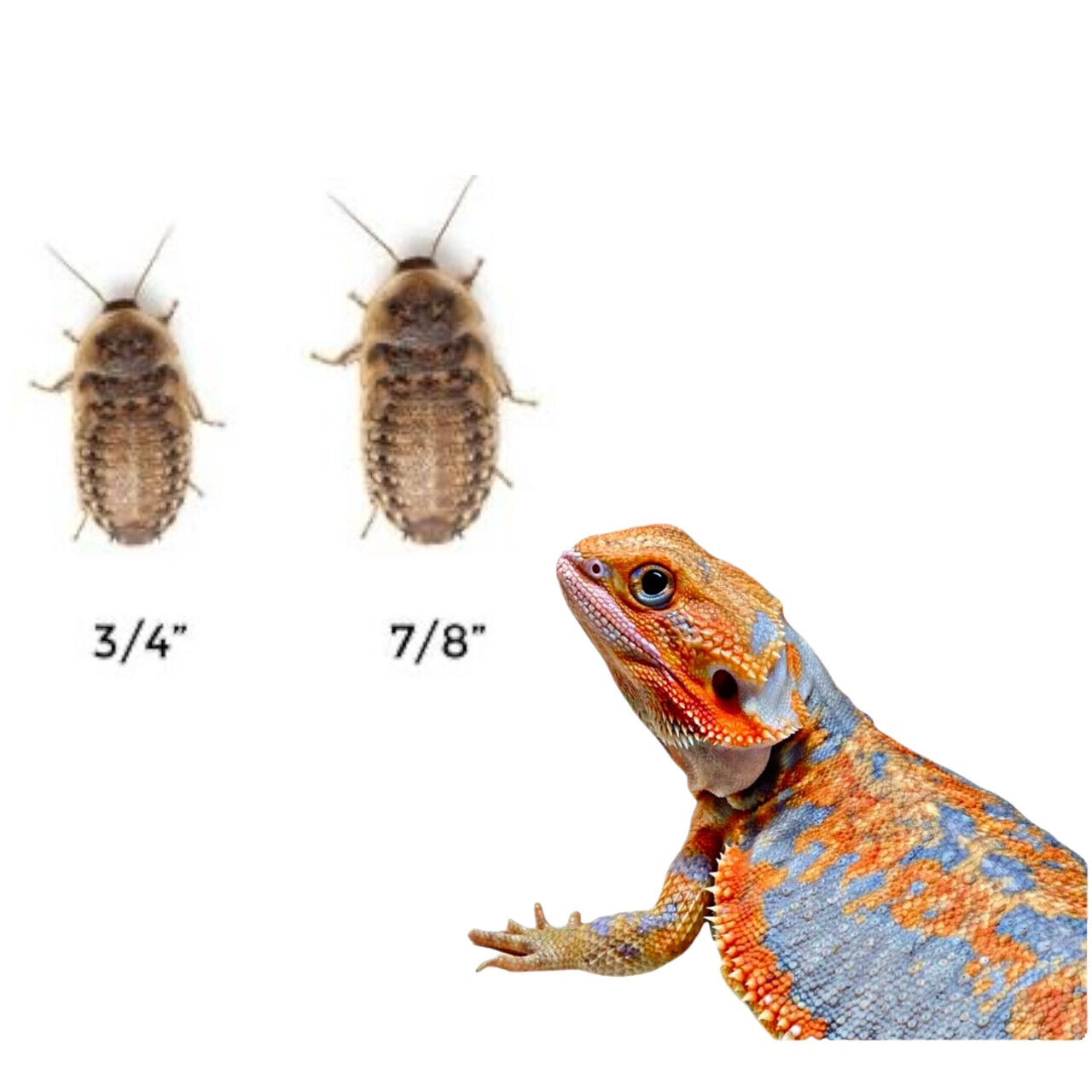 Large Dubia Roaches 3/4”-7/8” 50 Counts - 1000 Counts  + 10% EXTRA.