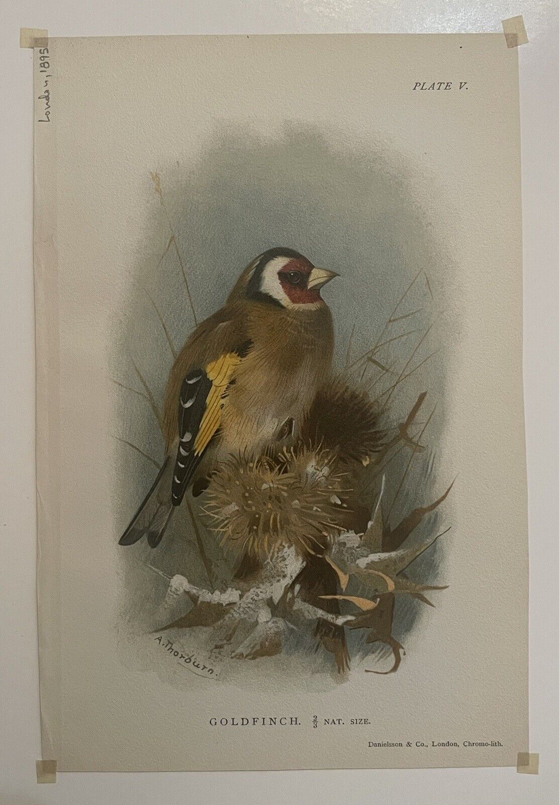 8 Rare chromolithographs prints of British Birds by A.Thorburn c. 1895