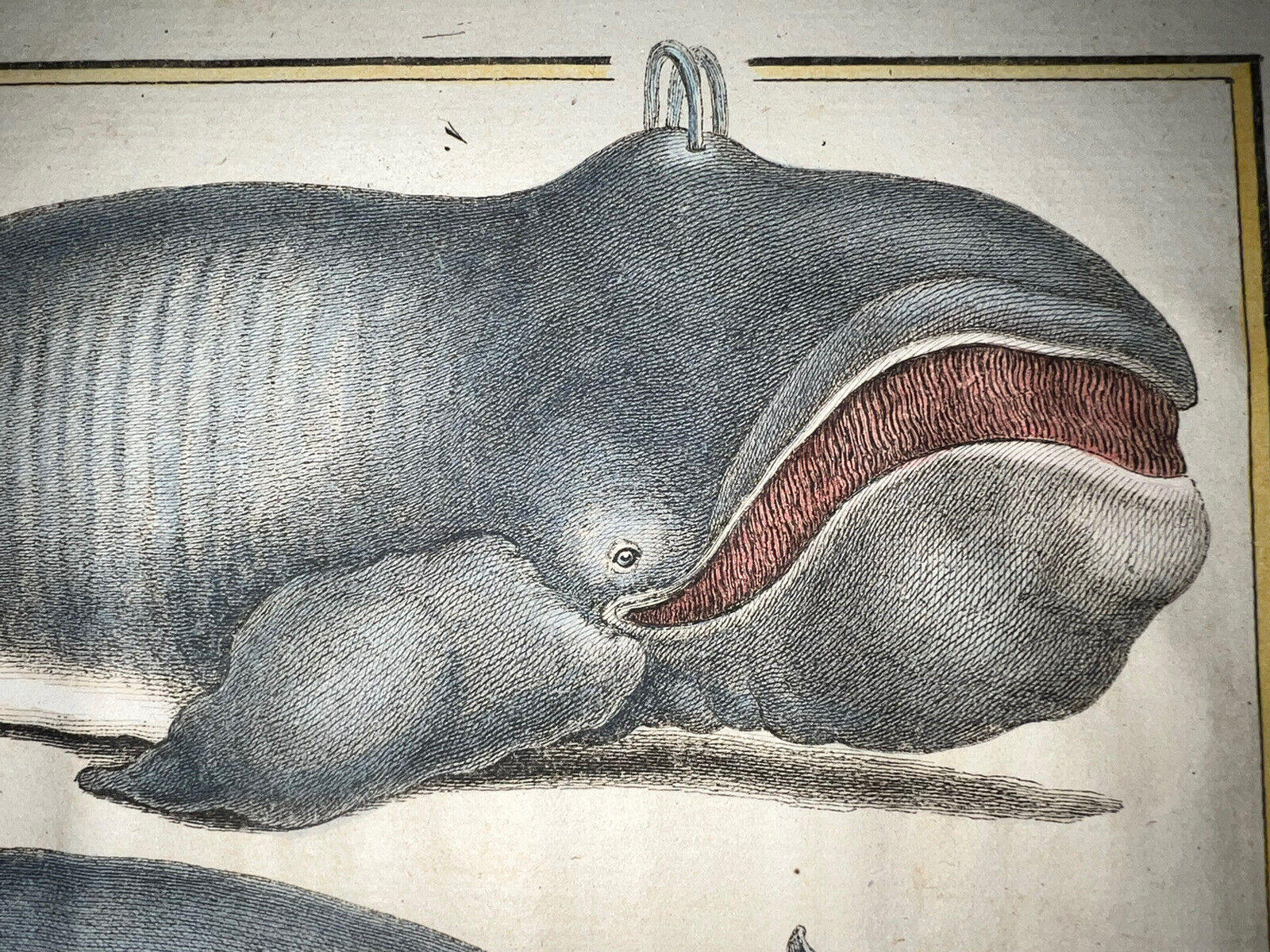 C1750 Buffon Whales Hand Colored Engraving Antique