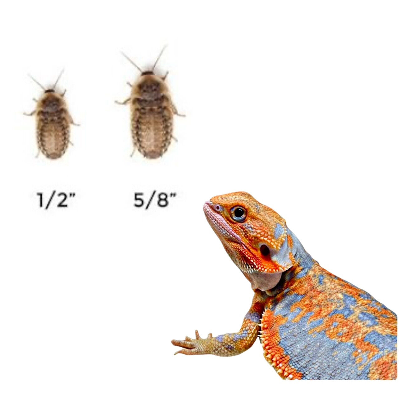 Medium Dubia Roaches 1/2”-5/8” 50 Counts - 1000 Counts  + 10% EXTRA