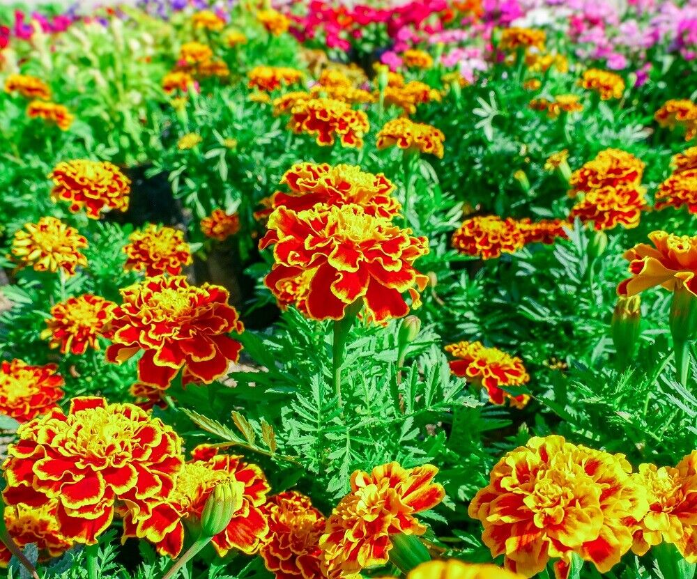 French Marigold Flower Seed Mix | Non-GMO | Heirloom | Fresh Annual Flower Seeds