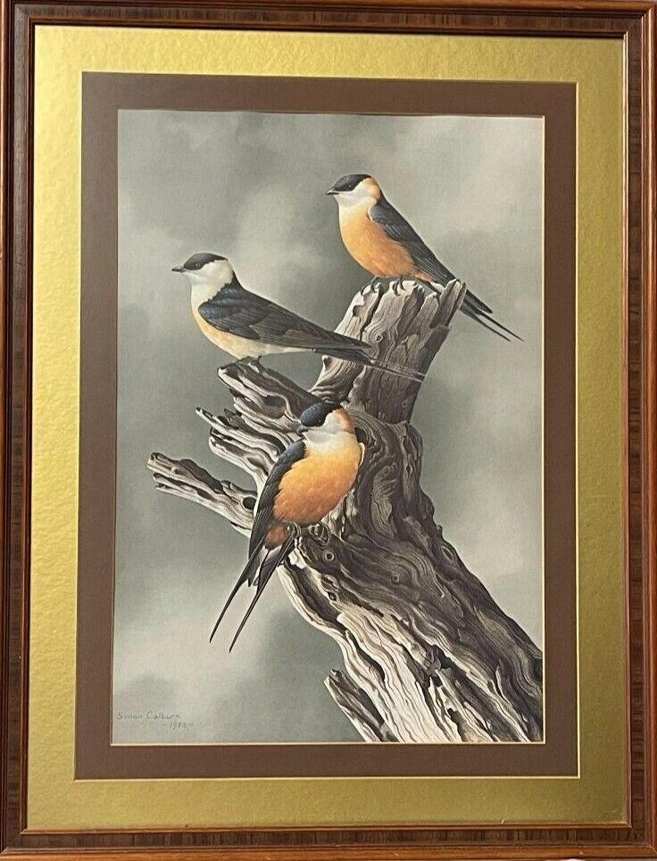 vintage bird prints framed