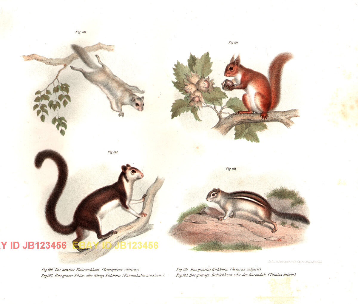 SQUIRRELS Breeds, Flying, Chipmunk, Tree, Antique 1860 Color Chromolith Print