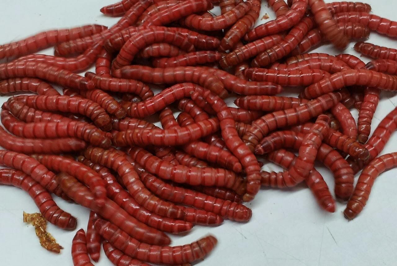 Live Red Giant Mealworms  Live Arrival Guarantee